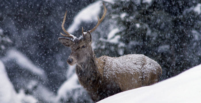 Rothirsch im Winter (c) naturpix.ch