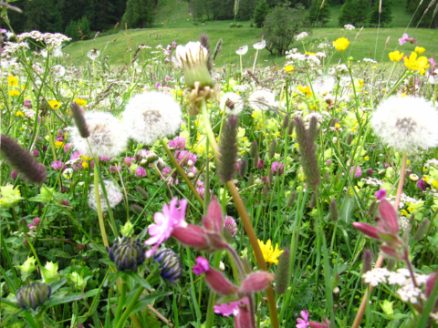 Artenreiche Blumenwiese